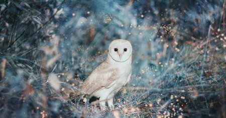 Полярная сова и сипуха