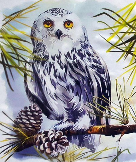 Сова картина
