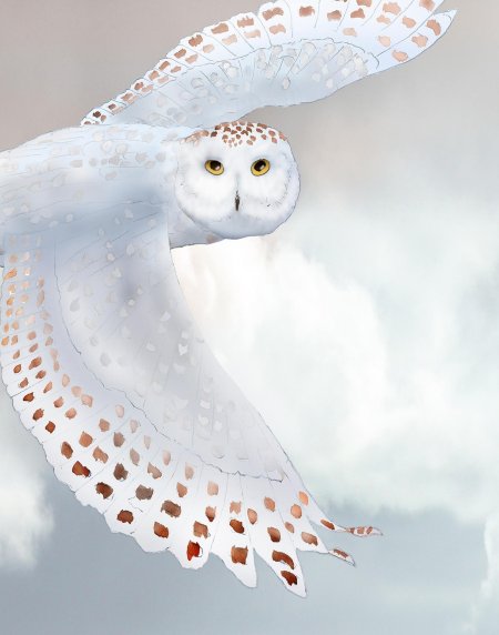 Полярная сова размах крыльев