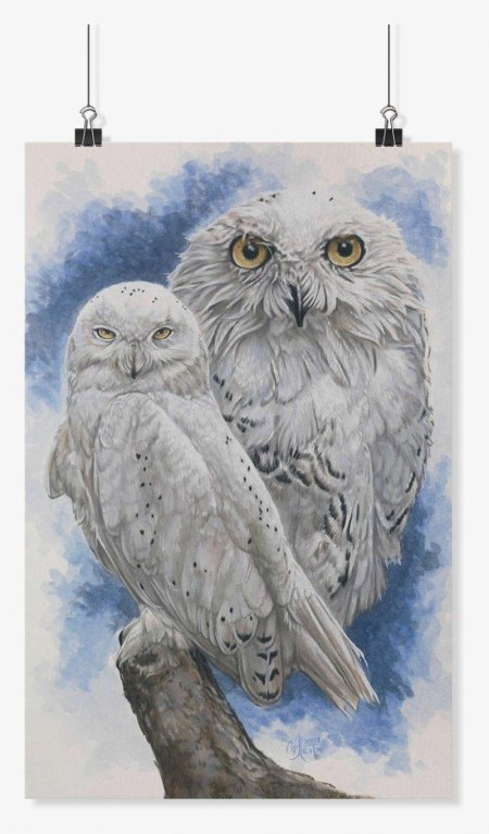 Полярная сова букля