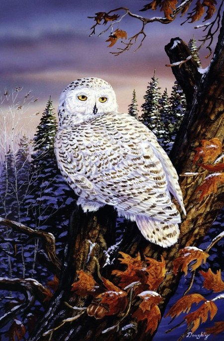 Сова полярная