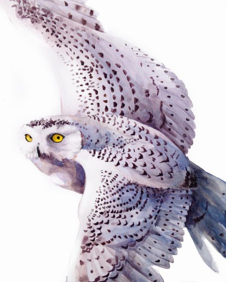 Полярная сова рисунок