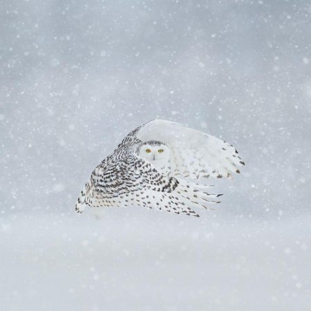 Белая полярная сова