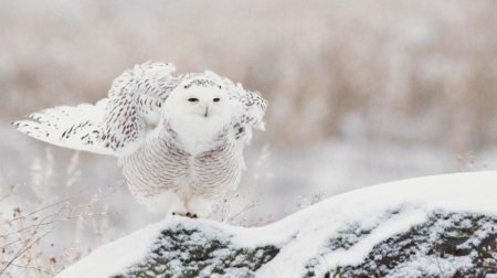 Белая полярная сова