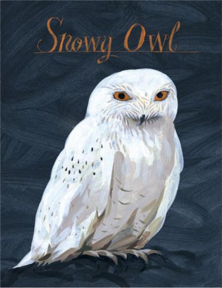 Сова полярная