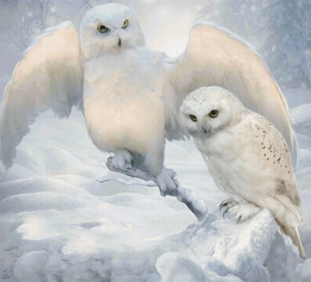 Белая полярная сова
