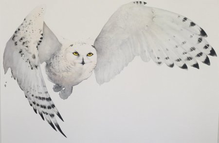 Сова karl martens