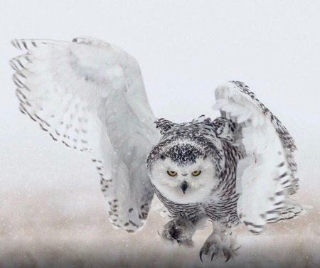 Сова полярная