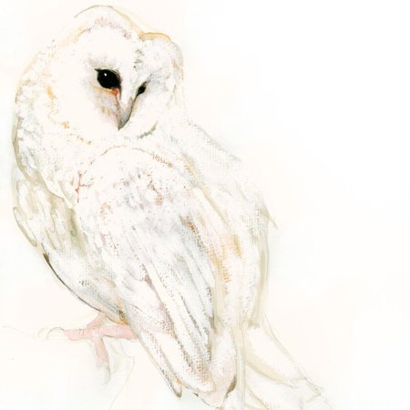 Сова сипуха обыкновенная