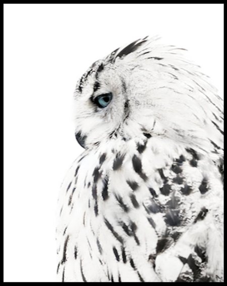 Белый филин картина