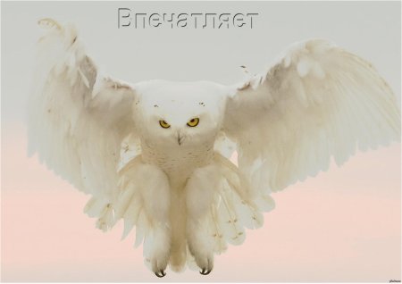 Сипуха белая полярная сова