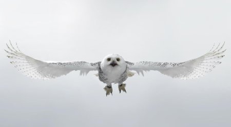 Сипуха белая полярная сова
