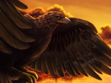 Беркут орел