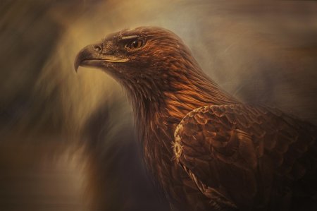 Орел беркут