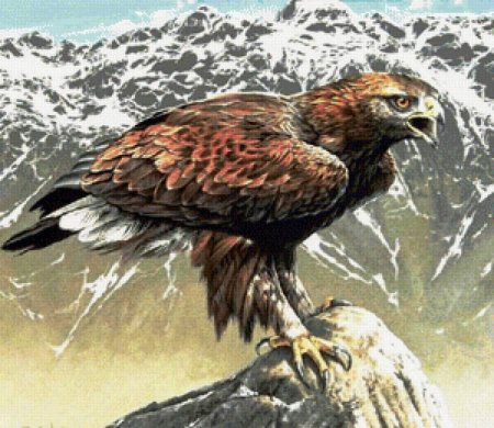 Беркут орел