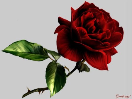 Роза на прозрачном фоне