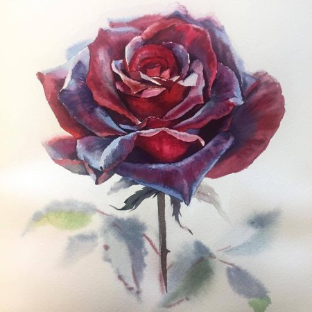 Роза акварель