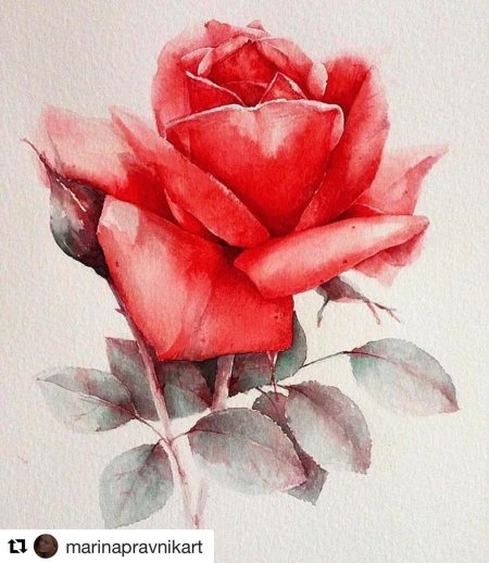 Акварель роза