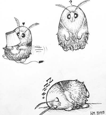 Ондатра рисунок