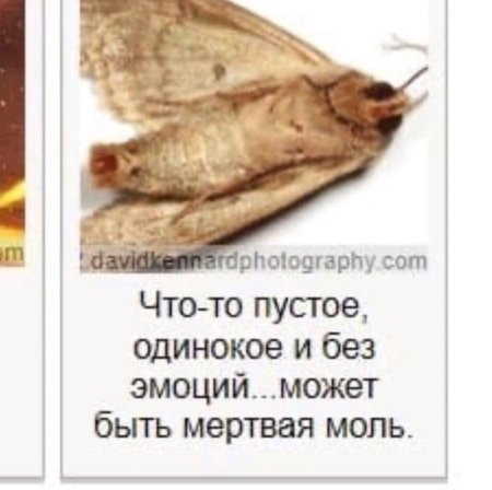 Мертвая моль