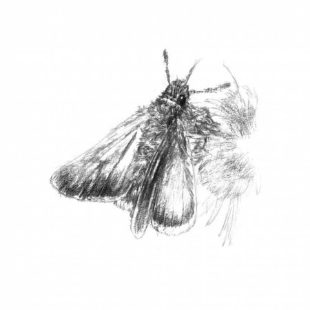 Тутовый шелкопряд бабочка