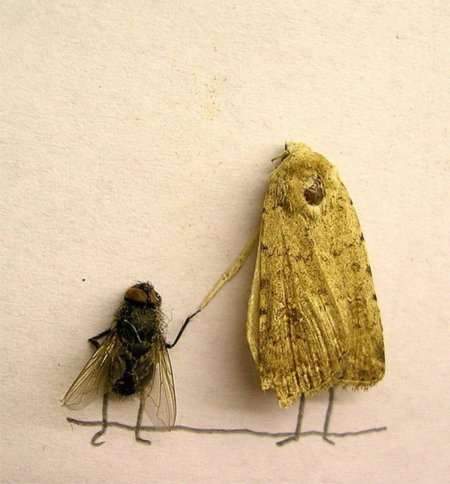 Насекомые необычные