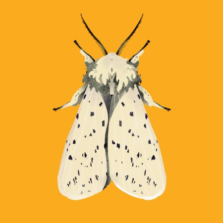 Мотылек moth art
