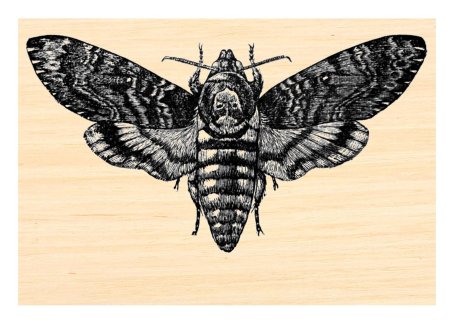 Бражник бабочка мертвая голова тату