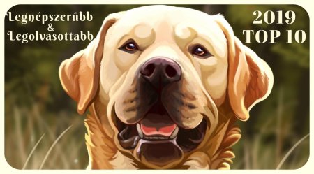 Собака лабрадор