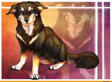 Немецкая овчарка антро