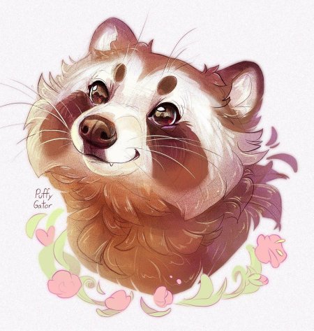 Енотовидная собака тануки