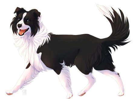 Бордер колли рисунок