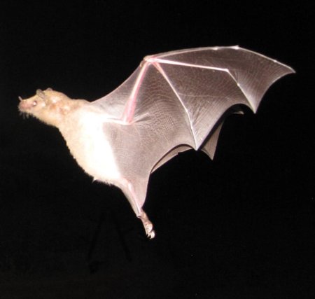 Рукокрылые летучие мыши
