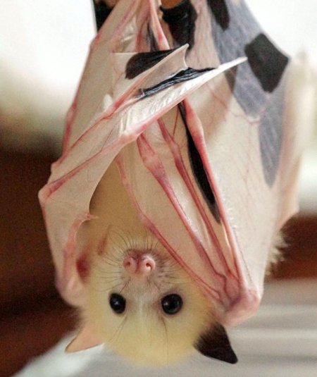 Крылан летучая лисица альбинос