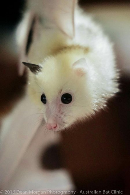 Белая летучая лисица альбинос