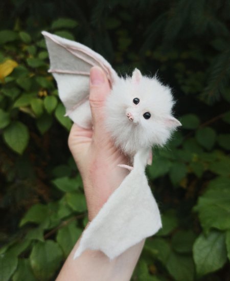 Летучая мышь альбинос