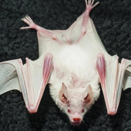 Летучая мышь альбинос