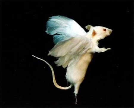 Летучая крыса