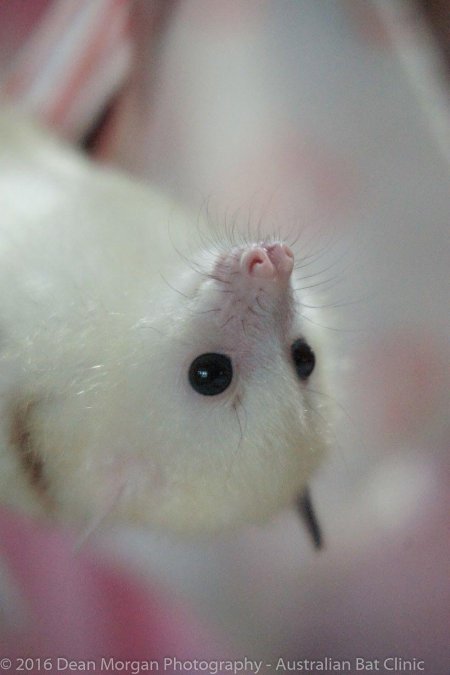 Белая летучая лисица альбинос