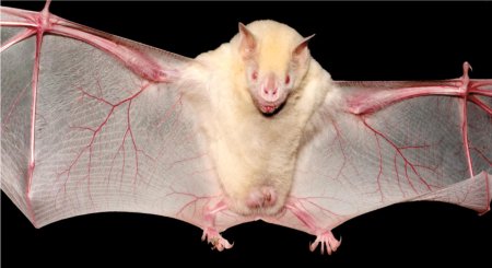 Летучая мышь альбинос