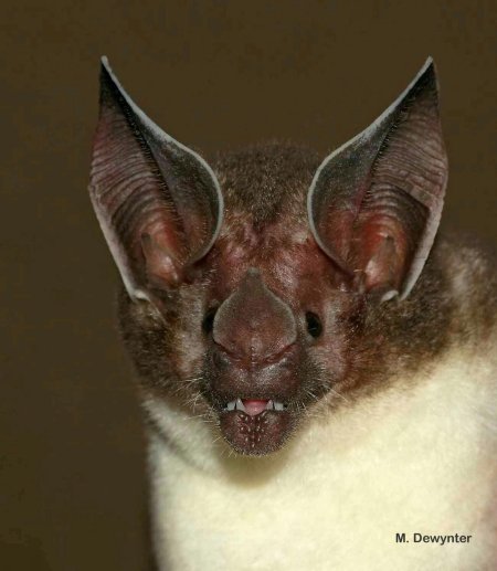 Листонос летучая мышь