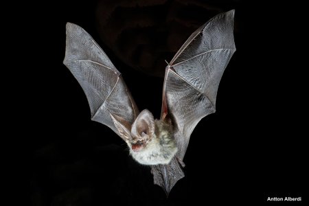 Летучая мышь белобрюхий стрелоух