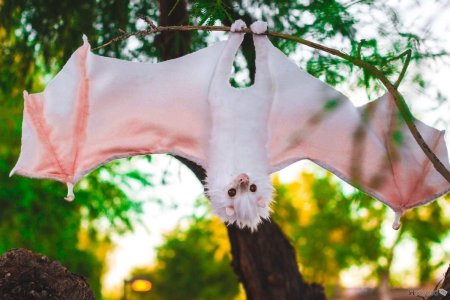 Крылан летучая лисица альбинос