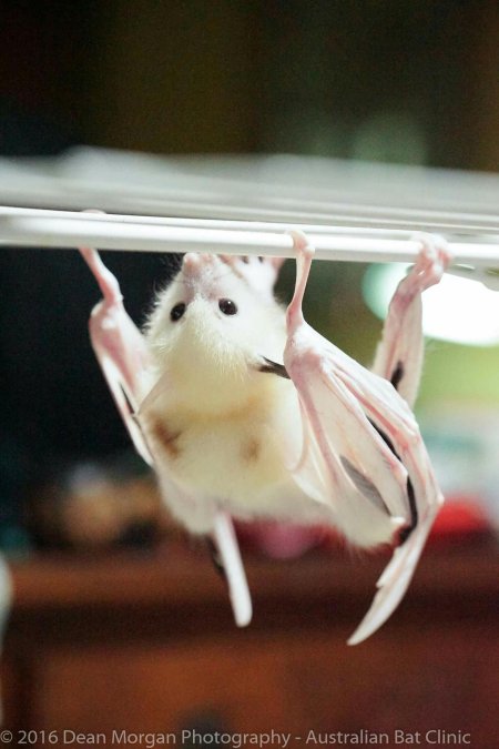 Крылан летучая лисица альбинос