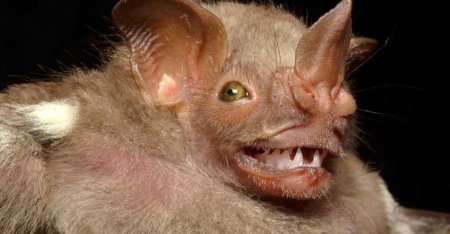 Листонос летучая мышь