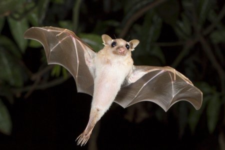 Нильские крыланы