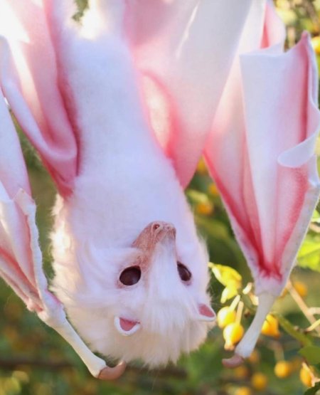 Крылан летучая лисица альбинос