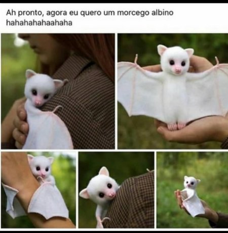 Летучая лисица альбинос