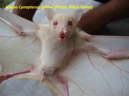 Белая летучая мышь альбинос