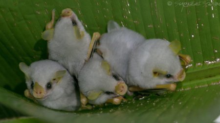 Белые листоносы